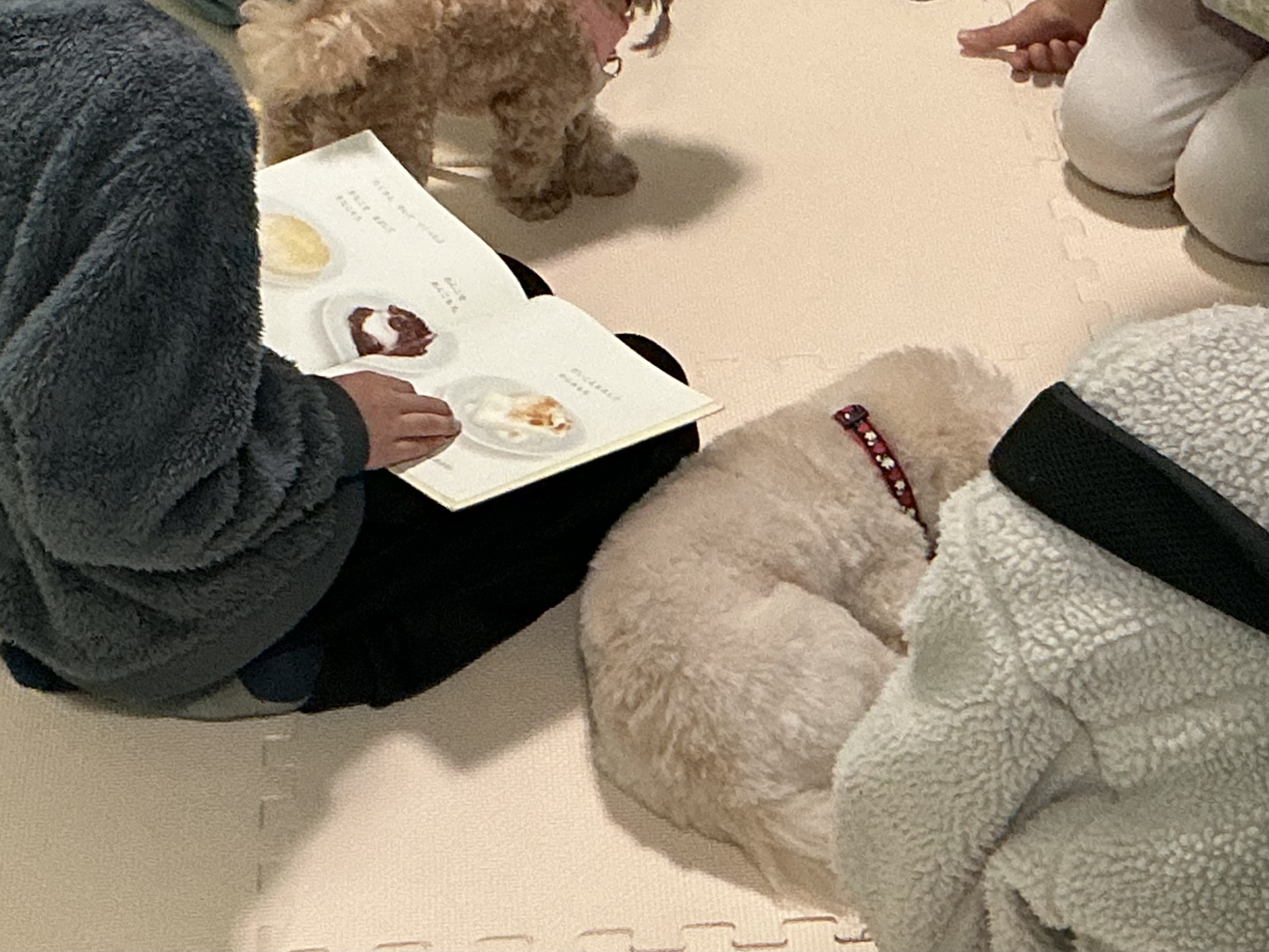 中央　セラピードック2025