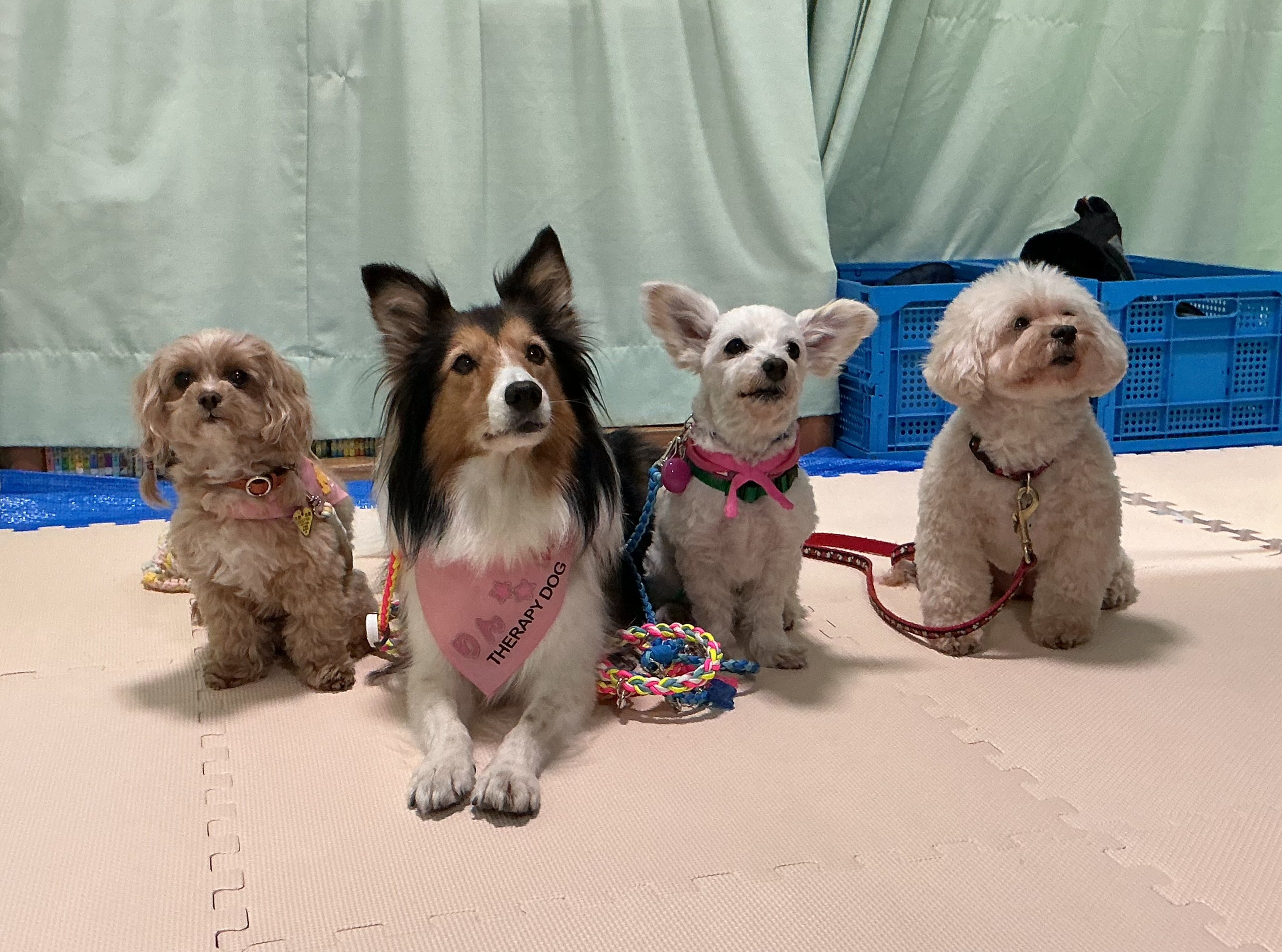 中央　セラピードック2025