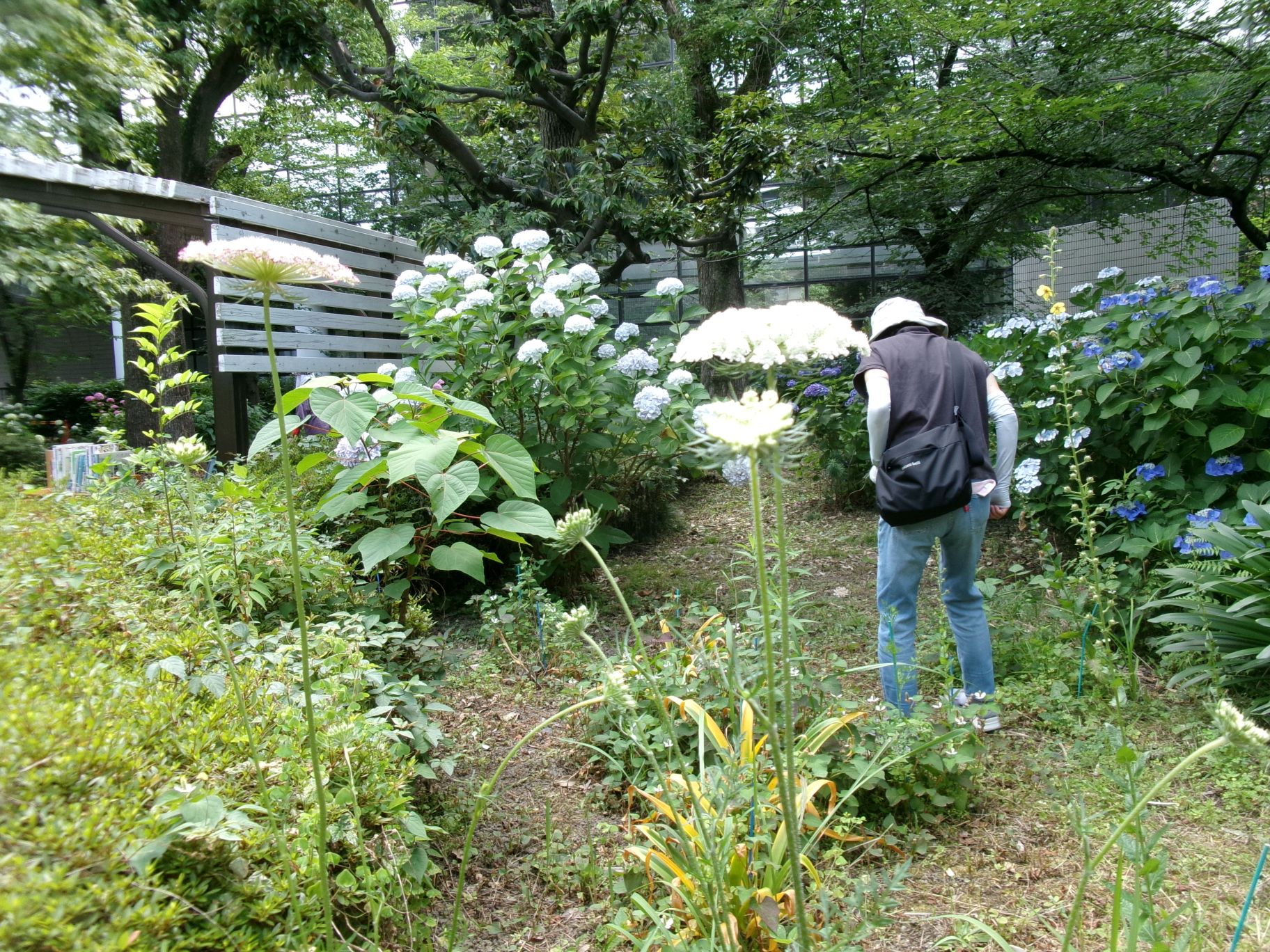 植物観察