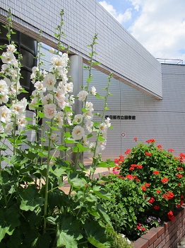 中央図書館前の花壇　タチアオイが咲いています